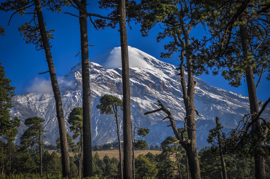 Celebramos nuestro Aniversario Reforestando el Pico de Orizaba en alianza con la ONG Reforestacción